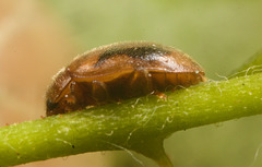 IMG 1886 Beetle