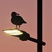 EOS R7 Peter Harriman 05 40 28 8827 byDawnsEarlyLight dpp