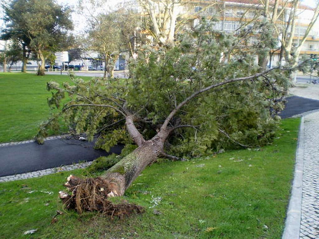 Aftermath of a windstorm.