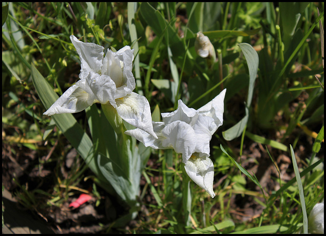 Iris Lilli-White (2)