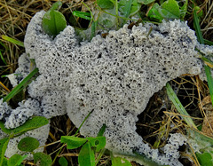 Slime Mould. Fuligo candida?