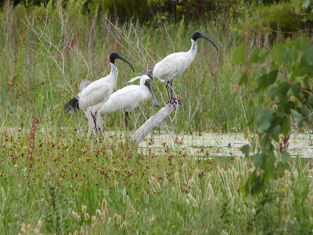 ibis and royal spoonbill