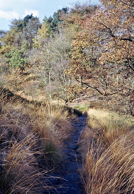 Path up through Forest Wood. (Scan from 1990)