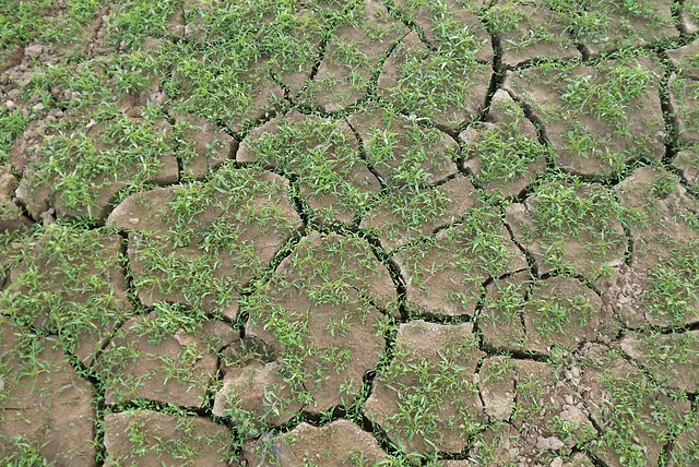 La nature renaît