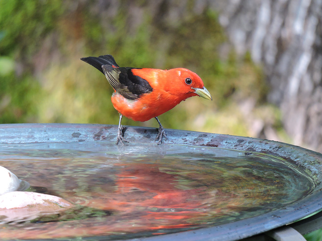 Scarlet Tanager