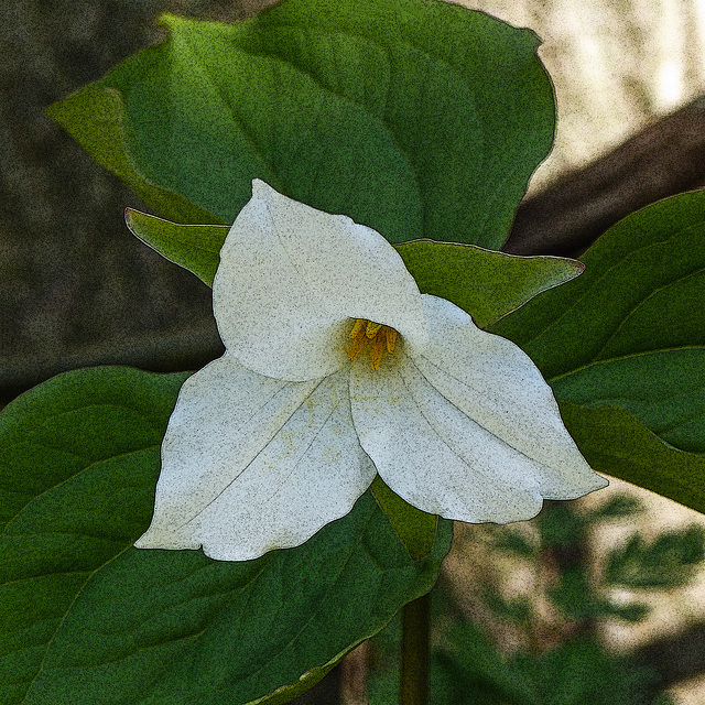 Textured Trillium, Pt Pelee