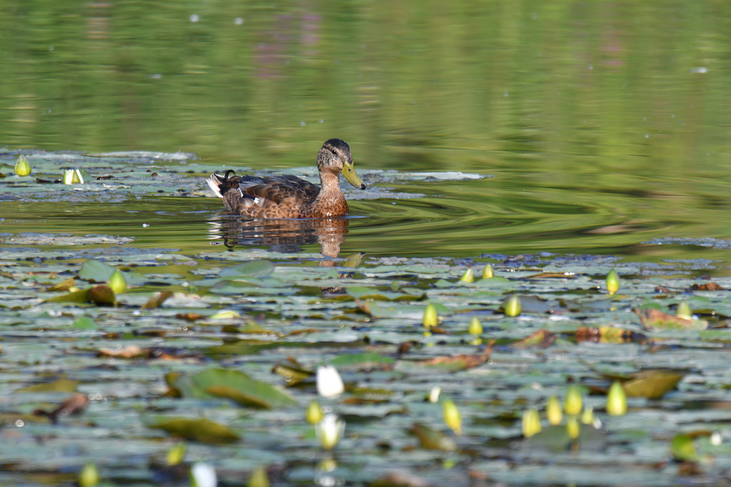 Canard Colvert