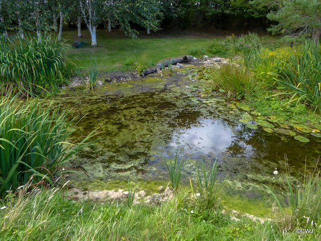 The effects of this summer's drought on the pond has been catastrophic...