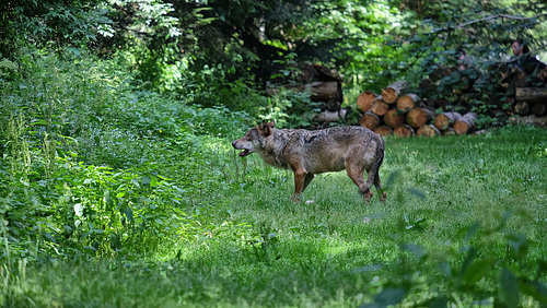 LE BOREON: PARC ALPHA 34