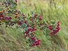 Red Berries