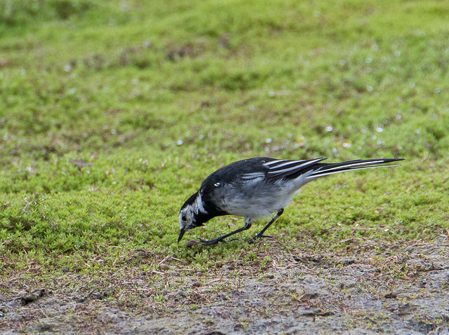 Pied wagtail2