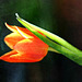 Tulpenleuchten