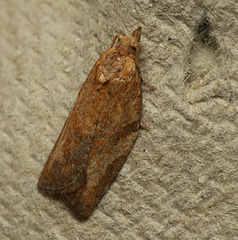 Moth IMG 6511