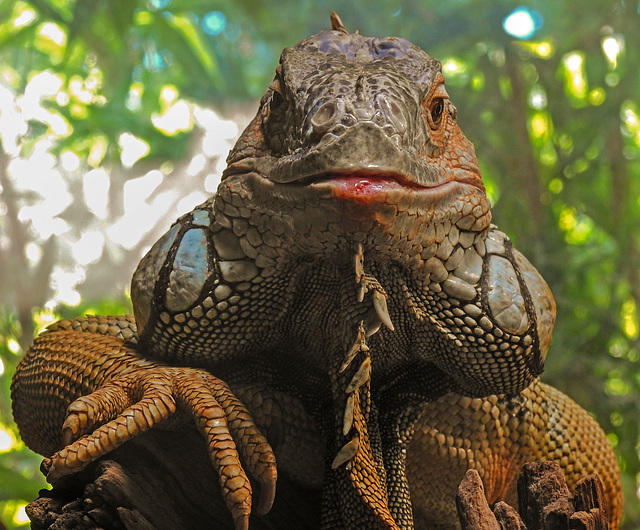 20210729 2287CPw [D~OS] Grüner Leguan, Zoo Osnabrück