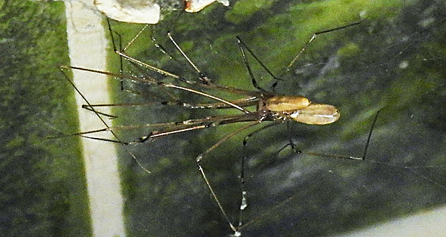 20221030 1988CPw [D~LIP] Zitterspinne (Pholcus opilionoides), Bad Salzuflen