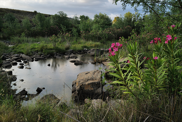 Penedos, Ribeira do Vascão, Nerium oleander