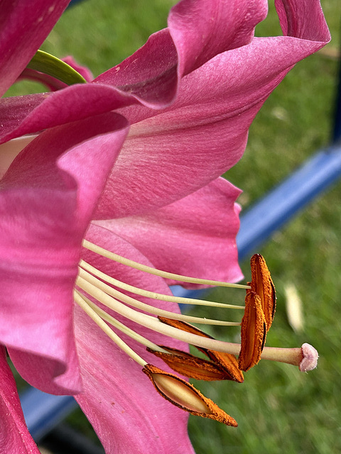 lily time