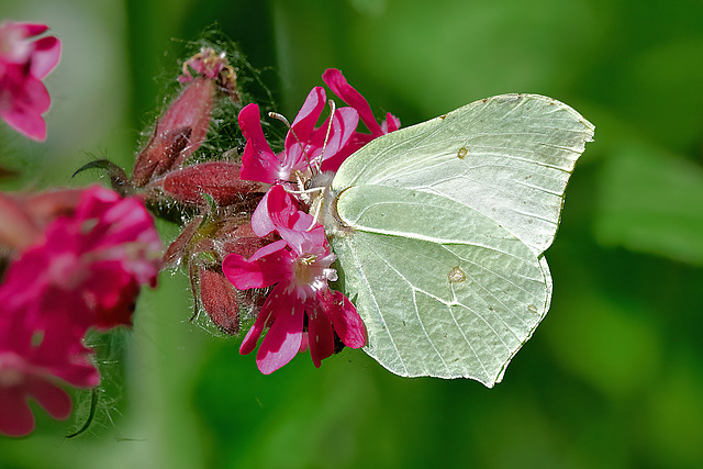 Brimstone - Gonepteryx rhamni