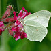 Brimstone - Gonepteryx rhamni