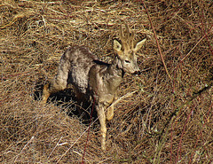 Koziołek