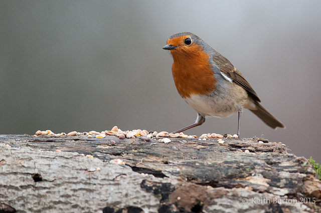 Dicky birds of the New Forest - Robin