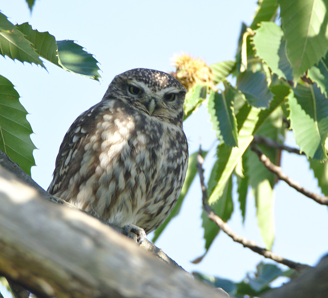 IMG 0015littleowl