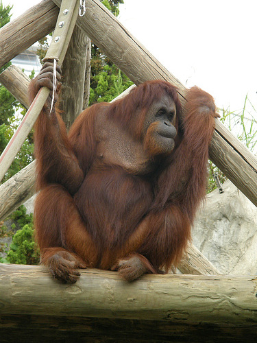OrangUtan