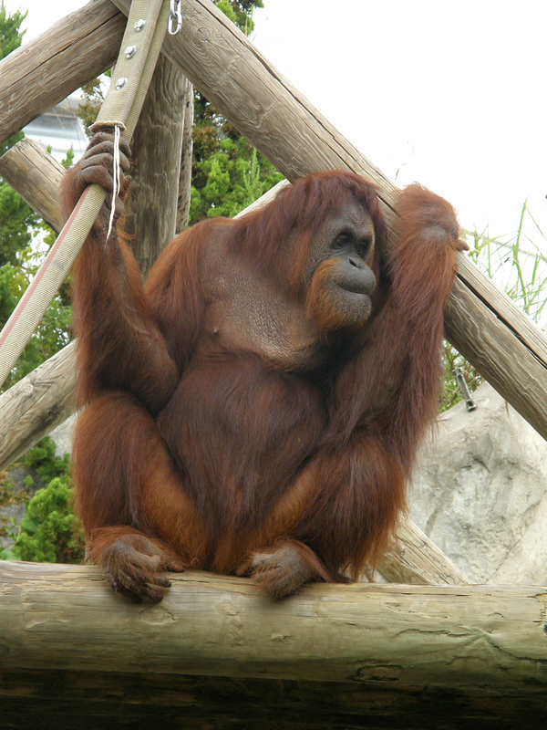 OrangUtan