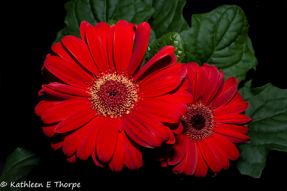 Gerbera 052516-001