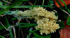 Slime Mould. Mucilago crustacea