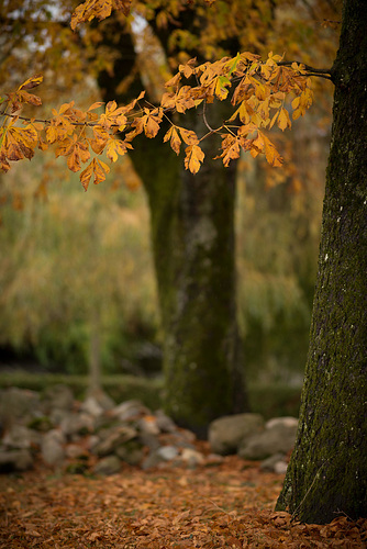 Auprès de mon arbre ...