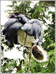 Le MARABOUT au parc zoologique de Pleugueneuc (35)