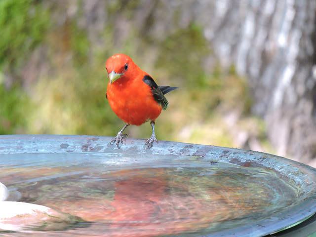 Scarlet Tanager