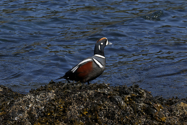 Harlequin Duck