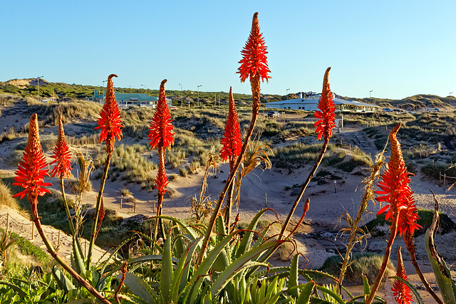 Aloe arborescens flower