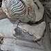 erwarton church, suffolk  (36) boar crest on helmet under effigy on c15 tomb attrib.to sir bartholomew bacon +1391 and joan +1435