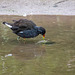 Moorhen11