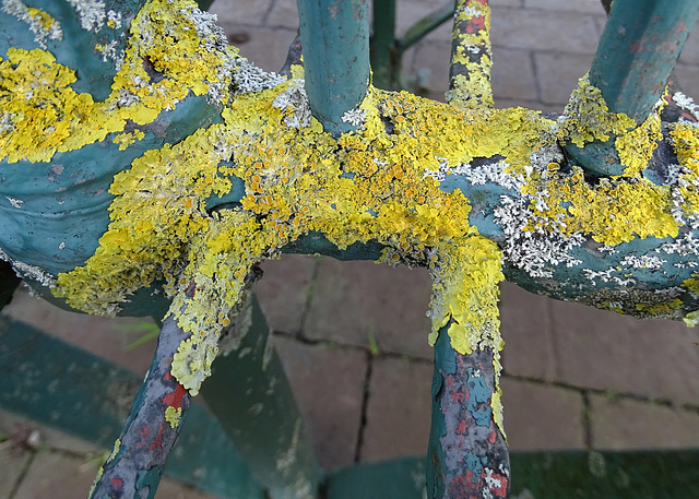 Colours on a bench.  Xanthoria parietina