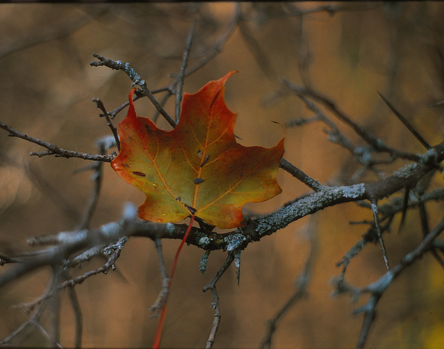 19/50 maple leaf, feuille d'érable