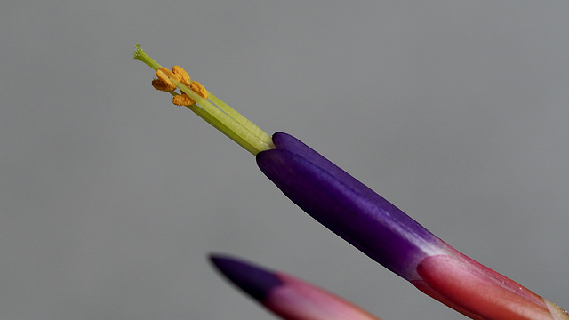 Tillandsia argentea