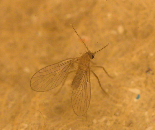 IMG 1909 Fly