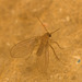 IMG 1909 Fly
