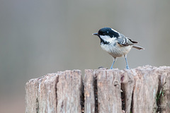 Dicky birds of the New Forest - Coal Tit