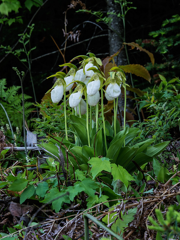Cypripedium acaule forma albiflorum (white form of Pink Lady's-slipper orchid)