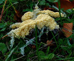 Slime Mould. Mucilago crustacea