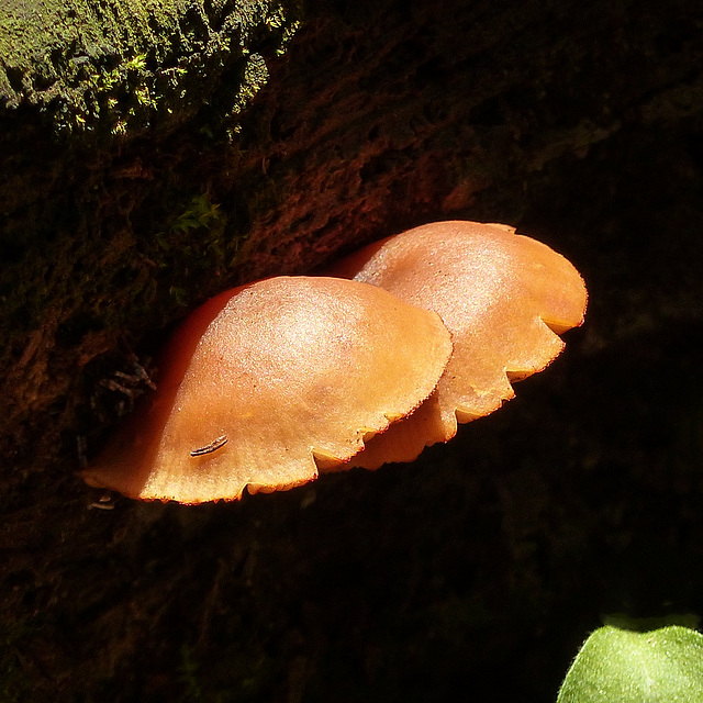 Fungi on a log, Pt Pelee