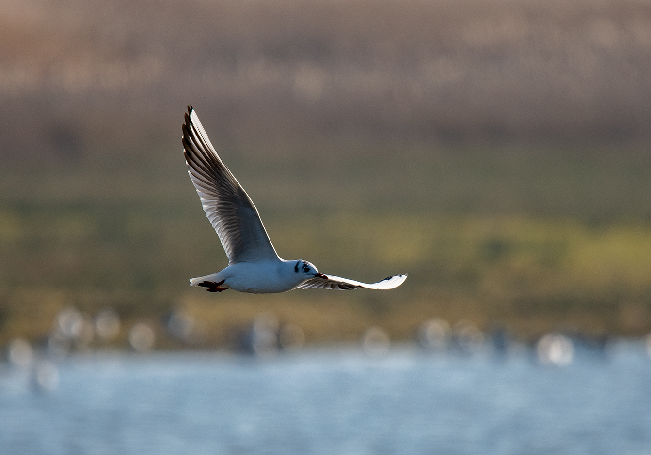 Gull in flight