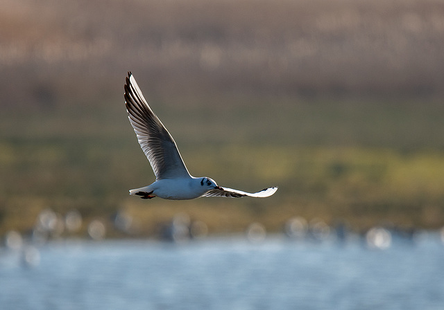 Gull in flight