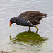 Moorhen22