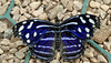 HUNAWIHR: Jardins des papillons 25